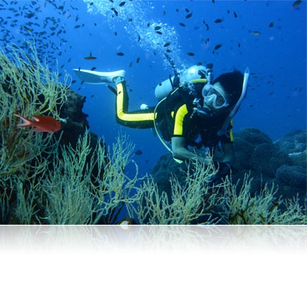 Photo of a scuba diver and fish on a reef shot with the Nikon 1 AW1